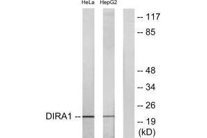 Western blot analysis of extracts from HeLa cells and HepG2 cells, using DIRA1 antibody. (DIRAS1 antibody  (C-Term))