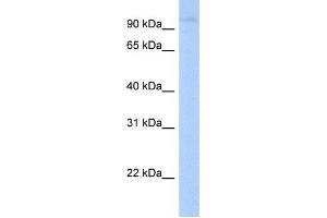 Western Blotting (WB) image for anti-Leucine Rich Repeat Containing 8 Family, Member A (LRRC8A) antibody (ABIN2459288) (LRRC8A antibody)