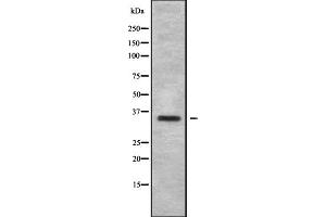 Western blot analysis OR6B1 using HepG2 whole cell lysates.