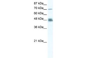 WB Suggested Anti-DDX50 Antibody Titration:  2. (DDX50 antibody  (N-Term))