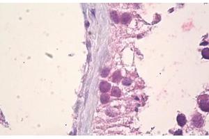 Anti-EFNA5 / Ephrin A5 antibody IHC staining of human testis, sertoli cells.