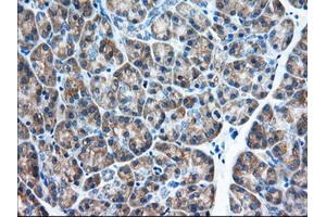 Immunohistochemical staining of paraffin-embedded Human Kidney tissue using anti-EIF2S1 mouse monoclonal antibody. (EIF2S1 antibody)