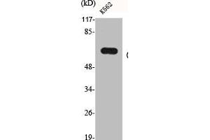 Western Blot analysis of K562 cells using CYP19A1 Polyclonal Antibody (Aromatase antibody  (Internal Region))