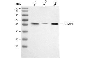 Western blot analysis of PTPIP51/RMDN3 using anti-PTPIP51/RMDN3 antibody (ABIN7601775). (RMDN3 antibody  (AA 45-438))