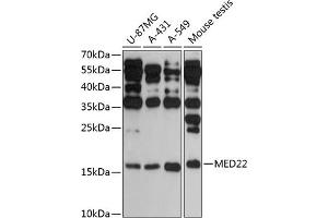 Western blot analysis of extracts of various cell lines, using MED22 antibody (ABIN6129665, ABIN6143692, ABIN6143693 and ABIN6217955) at 1:3000 dilution.