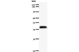 Western Blotting (WB) image for anti-Apoptosis Antagonizing Transcription Factor (AATF) antibody (ABIN930933) (AATF antibody)