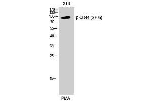 Western Blotting (WB) image for anti-CD44 (CD44) (pSer706) antibody (ABIN3182246) (CD44 antibody  (pSer706))
