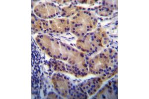 CYP2S1 Antibody (C-term) (ABIN656566 and ABIN2845826) immunohistochemistry analysis in formalin fixed and paraffin embedded human stomach tissue followed by peroxidase conjugation of the secondary antibody and DAB staining. (CYP2S1 antibody  (C-Term))