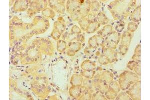 Immunohistochemistry of paraffin-embedded human pancreatic tissue using ABIN7174019 at dilution of 1:100