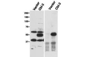 Immunoprecipitation and western blot using  Affinity Purified anti-Cbl-c antibody shows detection of a pre-dominant band at ~52 kDa corresponding to Cbl-c (arrowhead) in transfected cell lysates (left panel). (CBLC antibody  (AA 444-458))