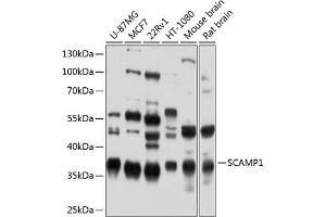 Western blot analysis of extracts of various cell lines, using SC antibody (ABIN6128700, ABIN6147407, ABIN6147408 and ABIN6224885) at 1:1000 dilution. (SCAMP1 antibody  (AA 1-150))