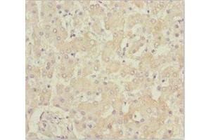 Immunohistochemistry of paraffin-embedded human liver tissue using ABIN7145187 at dilution of 1:100 (B9D1 antibody  (AA 1-130))