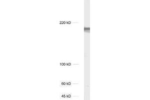 dilution: 1 : 1000, sample: unboiled rat hippocampus homogenate