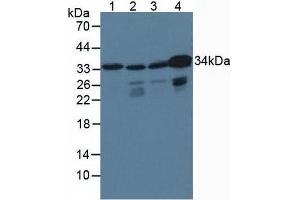 Figure. (CrkL antibody  (AA 1-303))