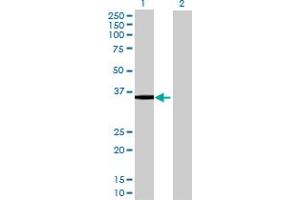 Western Blot analysis of B4GALT4 expression in transfected 293T cell line by B4GALT4 MaxPab polyclonal antibody. (B4GALT4 antibody  (AA 1-344))