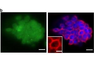 Generation of JellyOp expressing mouse ESCs and light-induced cAMP production in cardiomyocytes. (Rhodopsin antibody)