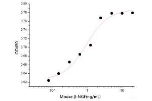 NGFB Protein
