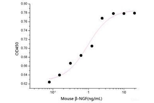 NGFB Protein