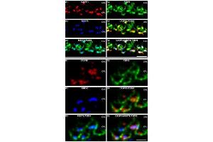 Fluorescence Microscopy (FM) image for Rabbit anti-Mouse IgG (Heavy & Light Chain) antibody (ABIN965363)