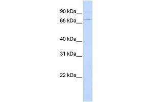 WB Suggested Anti-ATF6 Antibody Titration: 0. (ATF6 antibody  (N-Term))