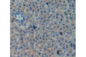 IHC-P analysis of Rat Tissue, with DAB staining. (EFNA4 antibody  (AA 1-204))