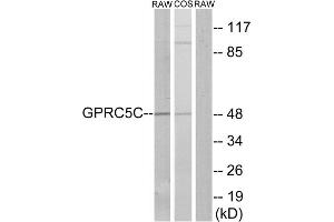 Western blot analysis of extracts from RAW264. (GPRC5C antibody  (Internal Region))