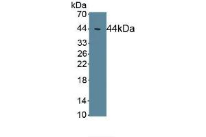 Detection of Recombinant EAAT2, Human using Polyclonal Antibody to Excitatory Amino Acid Transporter 2 (EAAT2) (SLC1A2 antibody  (AA 1-44))
