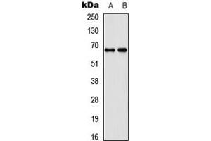 Western blot analysis of DDX55 expression in SHSY5Y (A), 293T (B) whole cell lysates.