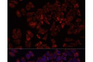 Immunofluorescence analysis of HeLa cells using ARF5 Polyclonal Antibody at dilution of 1:100.