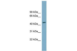 WB Suggested Anti-FAM53C Antibody Titration: 0. (FAM53C antibody  (N-Term))