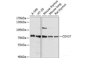 Western blot analysis of extracts of various cell lines using CD127 Polyclonal Antibody at dilution of 1:1000. (IL7R antibody)
