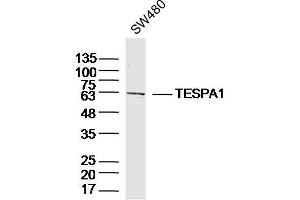 SW480 lysates probed with TESPA1 Polyclonal Antibody, Unconjugated  at 1:300 dilution and 4˚C overnight incubation. (TESPA1 antibody  (AA 231-330))