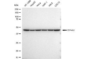 Western blotting analysis using EIF4A1 antibody (ABIN7798525).