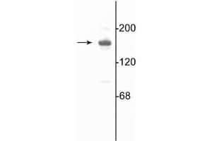 Western blot of 10 µg of rat hippocampal lysate showing specific immunolabeling of the ~180 kDa NR2A subunit of the NMDA receptor.