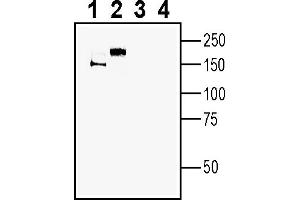anti-Multiple EGF-Like-Domains 10 (MEGF10) (AA 178-190), (Extracellular) antibody