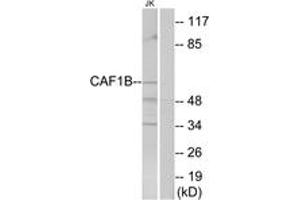 Western blot analysis of extracts from Jurkat cells, using CAF1B Antibody. (CHAF1A antibody  (AA 71-120))