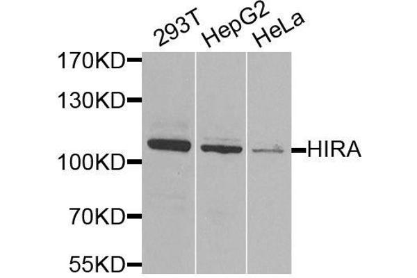 HIRA antibody  (AA 250-550)