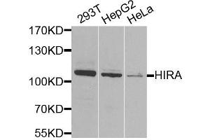 Western blot analysis of extracts of various cell lines, using HIRA antibody. (HIRA antibody  (AA 250-550))