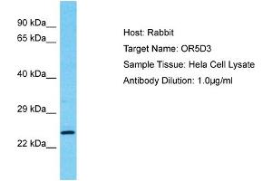 Host: Rabbit Target Name: OR5D3 Sample Type: Hela Whole Cell lysates Antibody Dilution: 1. (OR5D3P antibody  (Middle Region))