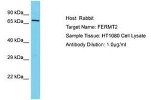 Image no. 1 for anti-Fermitin Family Member 2 (FERMT2) (AA 402-451) antibody (ABIN6750563) (FERMT2 antibody  (AA 402-451))
