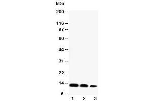 Western blot testing of CXCL16 antibody and Lane 1:  recombinant mouse protein 10ng (CXCL16 antibody  (Middle Region))