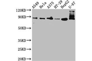Western Blot Positive WB detected in: A549 whole cell lysate, Hela whole cell lysate, A375 whole cell lysate, HT-29 whole cell lysate, HepG2 whole cell lysate, U-87 whole cell lysate All lanes: Furin antibody at 1:1000 Secondary Goat polyclonal to rabbit IgG at 1/50000 dilution Predicted band size: 87 kDa Observed band size: 87, 72 kDa (Recombinant FURIN antibody)