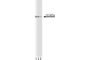Western blot analysis of CDC5L on a rat cerebrum lysate. (CDC5L antibody  (AA 109-303))