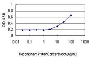 Detection limit for recombinant GST tagged RPL13 is approximately 3ng/ml as a capture antibody. (RPL13 antibody  (AA 112-211))