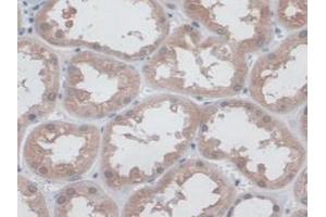 IHC-P analysis of Human Kidney Tissue, with DAB staining. (CD300c antibody  (AA 21-183))