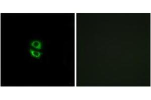 Immunofluorescence analysis of A549 cells, using RPL39 Antibody. (RPL39 antibody  (AA 1-50))