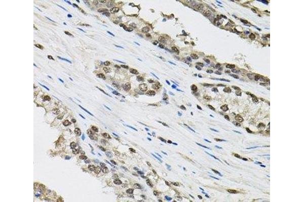 TCEB1 antibody