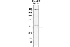 Western Blot of anti-SKI8 antibody Western Blot results of Rabbit anti-SKI8 antibody.