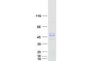 PMPCB Protein (Myc-DYKDDDDK Tag)