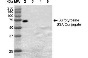 Western Blot analysis of Sulfotyrosine-BSA Conjugate showing detection of 67 kDa Sulfotyrosine-BSA using Mouse Anti-Sulfotyrosine Monoclonal Antibody, Clone 7C5 . (Sulfotyrosine antibody)
